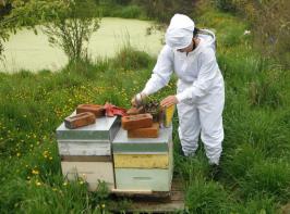 Bee keeper working at bee hives