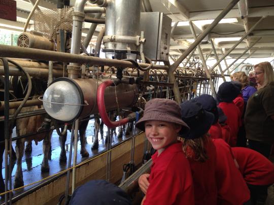 Students in the milking shed