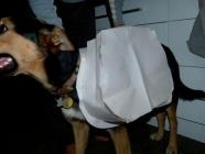 Dog modelling carry bag