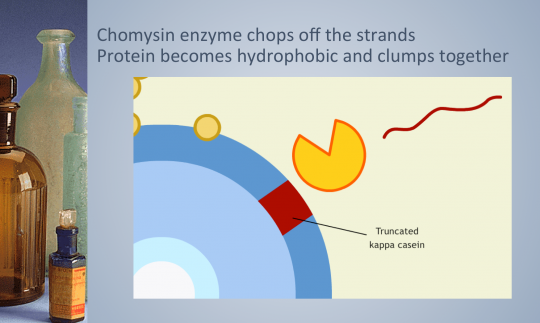 cheese science slide showing chomysin enzyme and protein