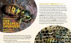 first two pages of wasp journal article