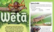 First page of journal article with a weta on it