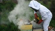 Bee keeper working at bee hives