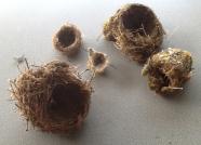Real nests to examine