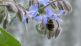 Bee on flower.
