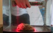 Paua measuring tool in fish tank