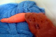 Guinea pig eating carrot.