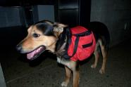 Another view of the dog with the carry bag